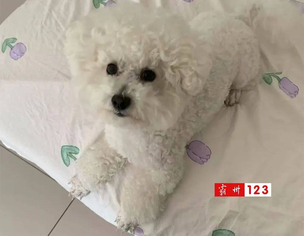 霸州女子急寻！爱犬突然跑进村街消失