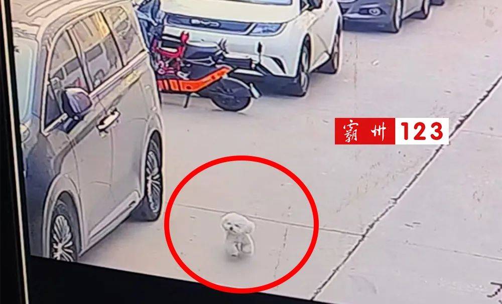 霸州女子急寻！爱犬突然跑进村街消失