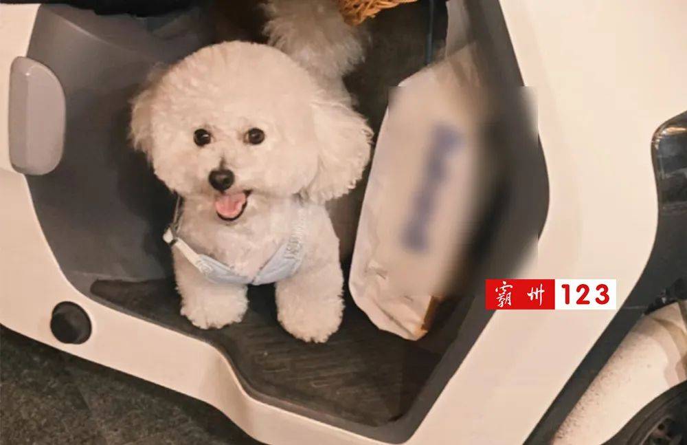 霸州女子急寻！爱犬突然跑进村街消失