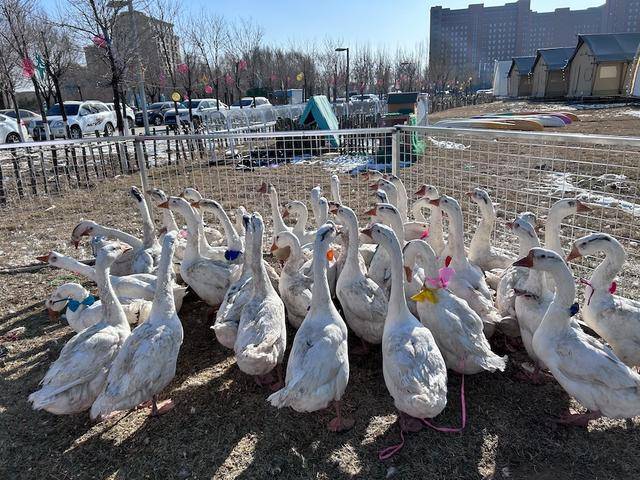 云中盛乐度假区冰雪乐园开园