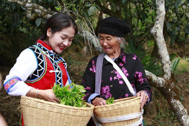 醇厚云茶、芬芳云花…云南“土特产”叫得响卖得好