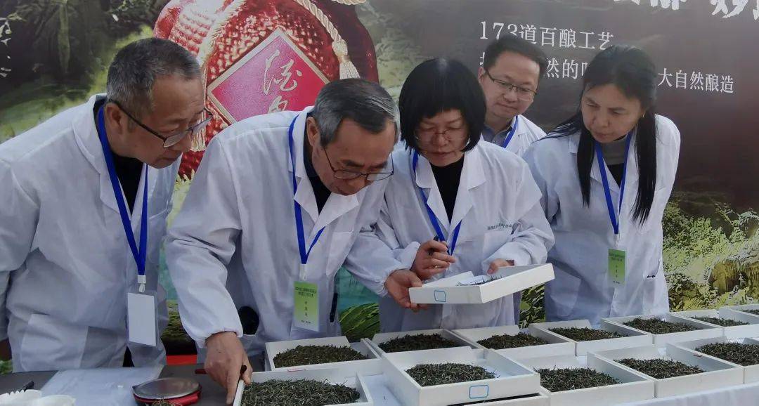2025湘西州春茶品鉴活动、湘西首届手工炒茶大赛在吉首圆满举办