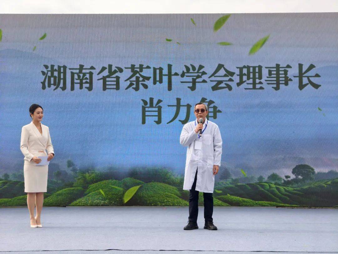 2025湘西州春茶品鉴活动、湘西首届手工炒茶大赛在吉首圆满举办