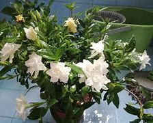 做贵金属原油(贵金属原油期货软件)